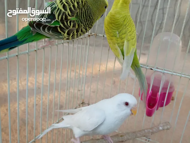 عصافير باقلينو