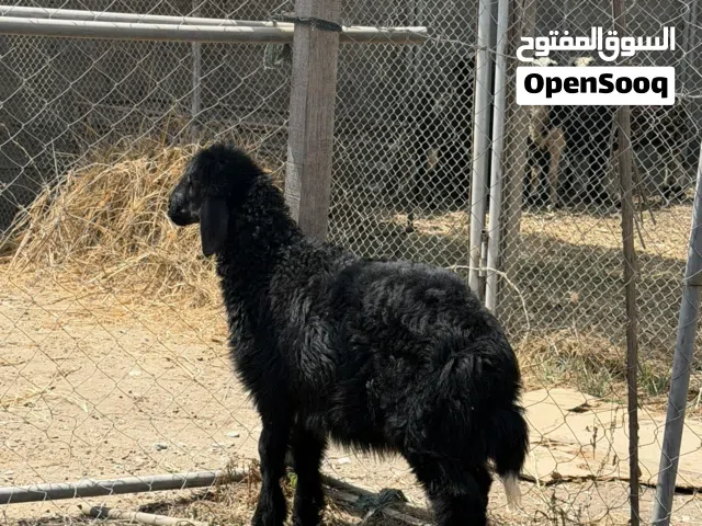 حمله سمين مطعومه