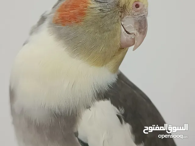 Tamed male cockatiel