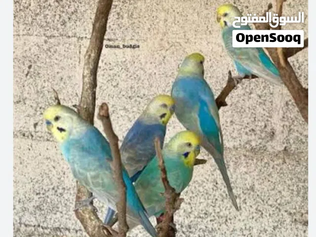 مطلوب مطلوب بادجي نفس اللون الي ف الصوره