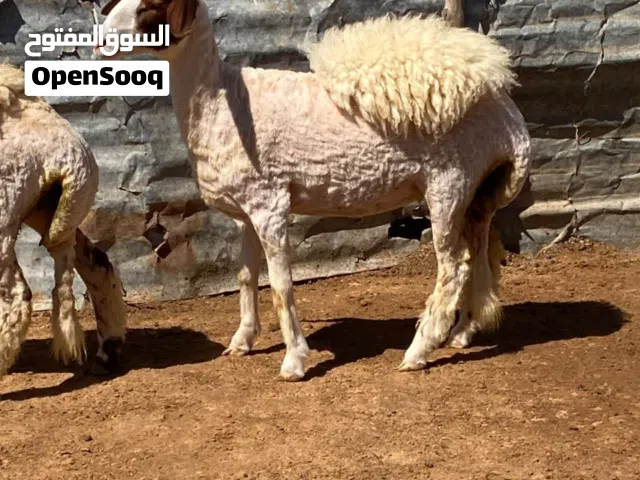حوليات عز لكسوبه الله إيبارك