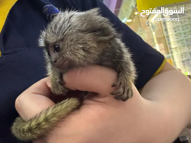 Lovely marmoset