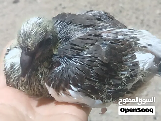 افراخ حمام زق