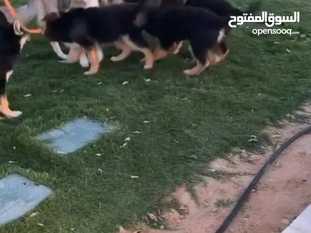 جراوي جيرمن شيبرد