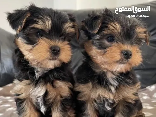 كلاب صغيرة للبيع من سلالات نظيفة ومميزة