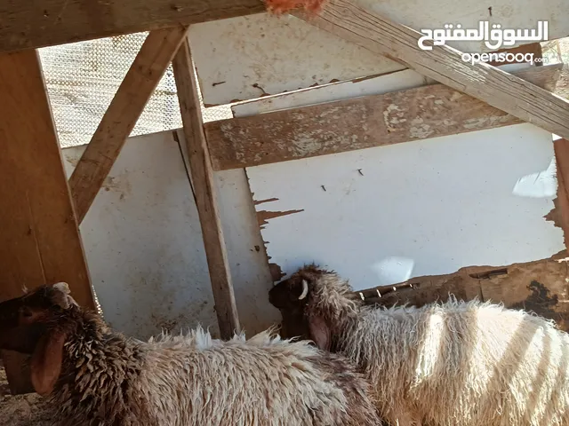 خرفان للبيع