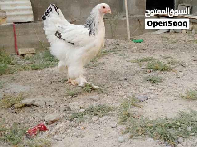 دجاج برهما مستعجل على بيعتهن