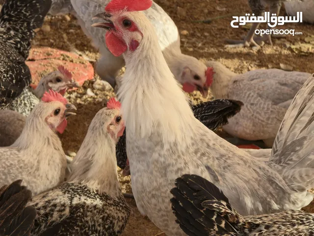 دجاج بشاير 3 شهور فيومي المونيوم وشبابي للبيع بسعر مناسب