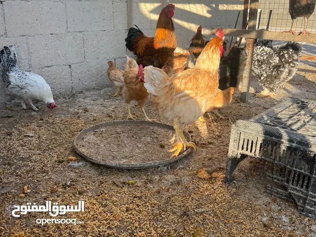جاج لوهمان + بلدي بياض للبيع