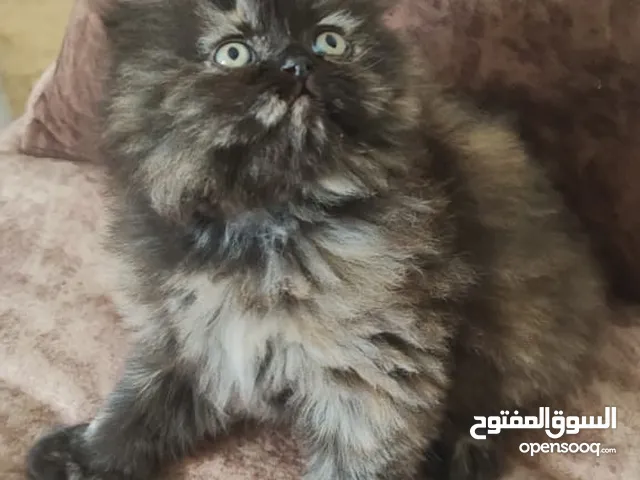 كتن سكوتش فولد مكس شانشيلا 45 يوم
