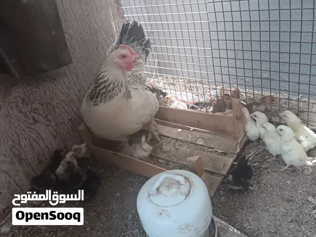 البيع دجاجه مع فروخه 15 فرخ