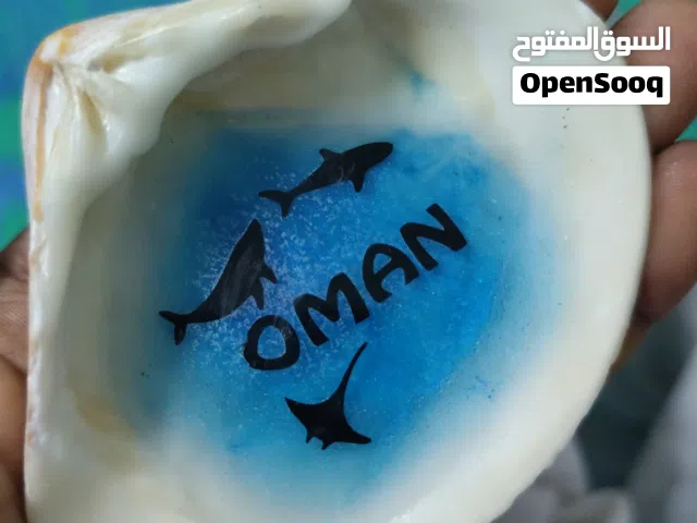 أصداف طبيعيه اشكال وأحجام