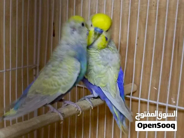 متاح زوج ريمبو بزارات الفحل مال خانه صحه فول