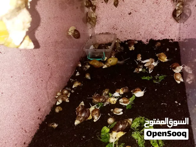حلزونات افريقي للبيع جملة مفرد
