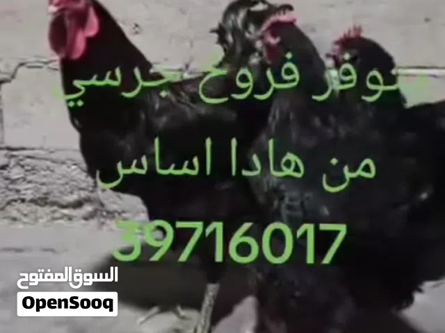 يوجد فروخ دجاج زينه