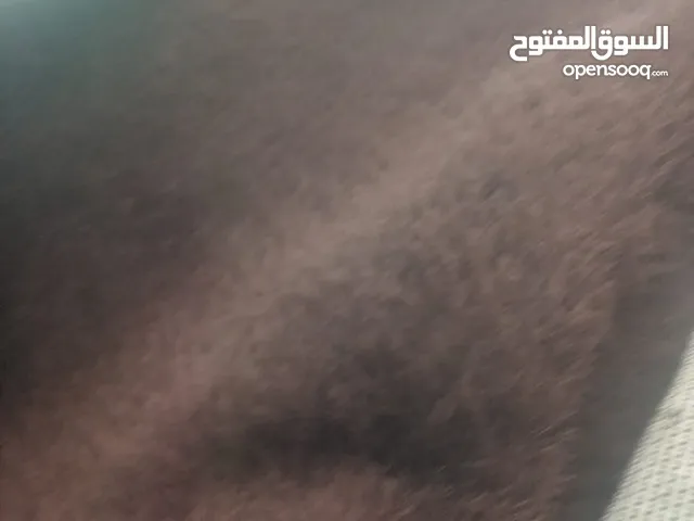 سجاد للبيع