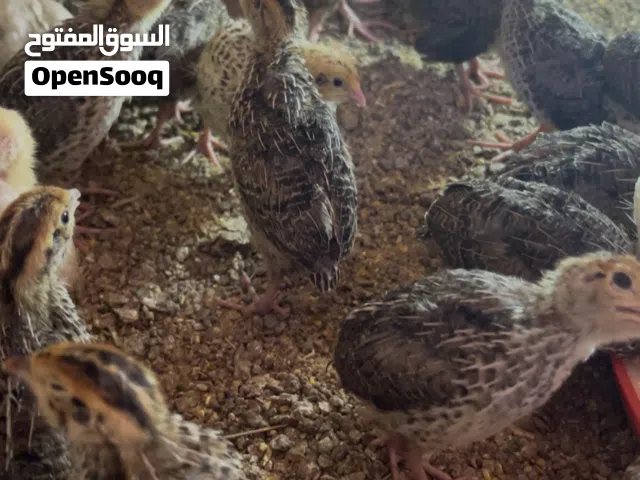 فري مو مطعم تاكساس والعادي