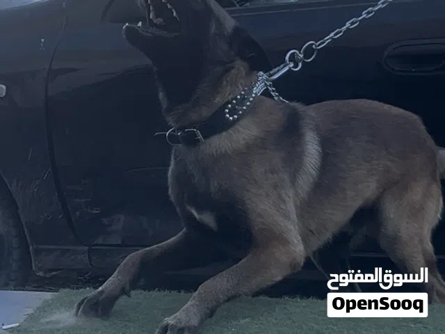 ذكر مالينوا