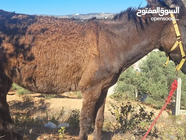 حماره للبيع عمر أربع سنوات ارتفاع خمس اشبار بتشيل حطب حراثة