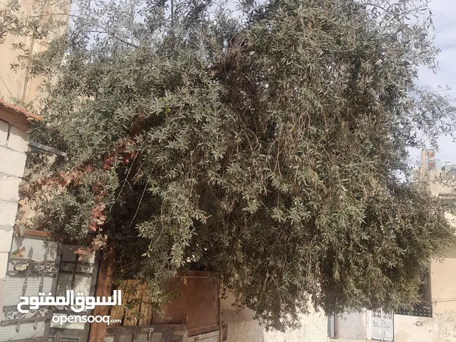 شجرة زيتون للبيع