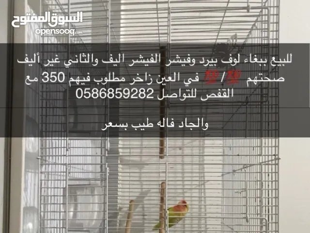 ببغاء لوف بيرد وفيشر الصحن فوق الفول