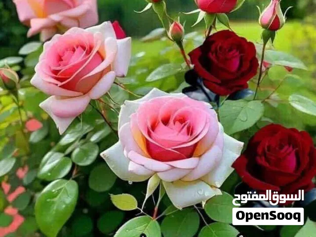 شقة مفروشة للايجار ل شهرين  7 و 8    الفروانية ق 2