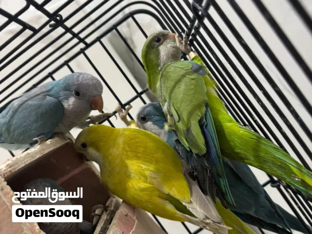 جوز كويكرات