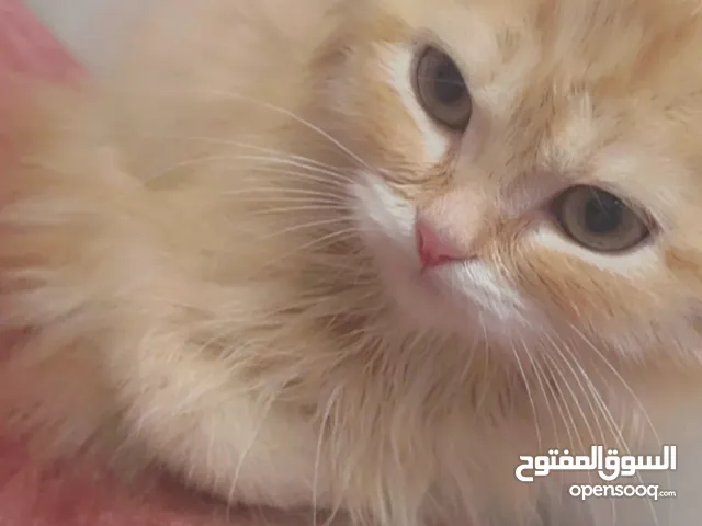 قطط شيرازيه جميله جدا