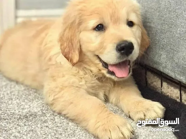 Excellent home-raised KC Reg G Retrievers With Health Records