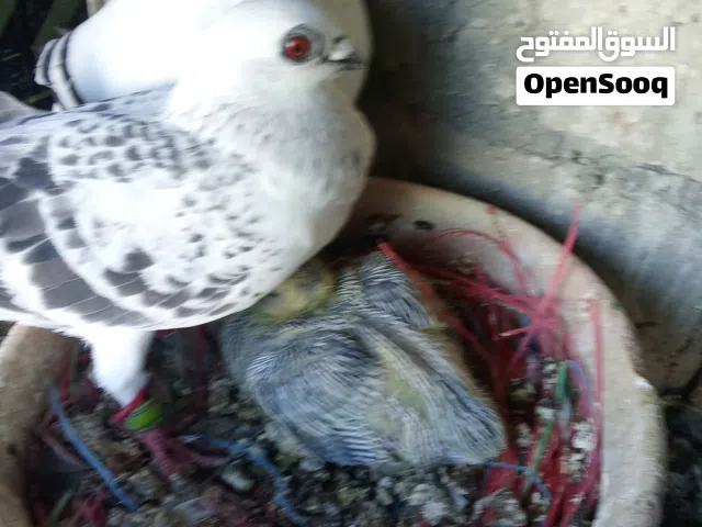 3جواز لبيع