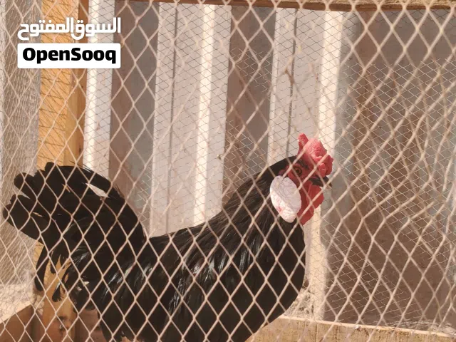 متاح ديج اسباني اسود حجم وسط