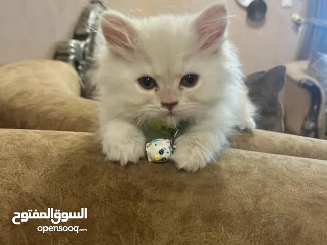 قطط شيرازي عمر شهرين ونص متعودين علي اللتر بوكس
