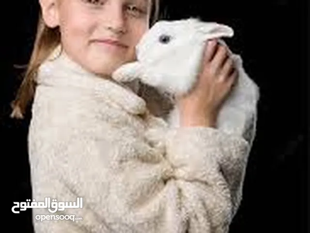 ارنب ارنوب فرنسي ابيض صغير نظيف