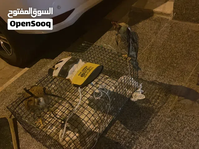 للبيع طيور صغار في مدربين و في مو مدربين  السعر حسب الطير يوجد توصيل لجميع مناطق الكويت حياكم الله