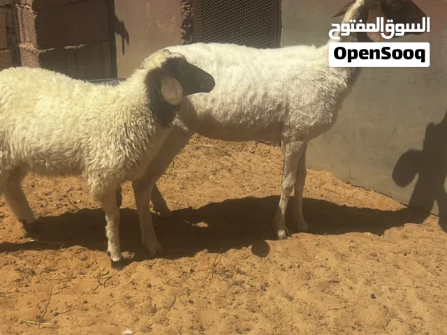 نعجه سنها تنيه تحتها حوليه