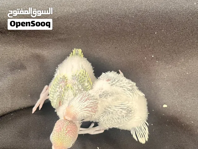 افراخ بادجي لمحبين التاكيل اليدوي