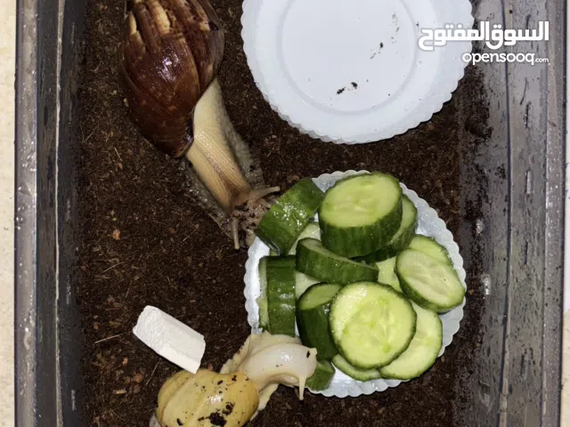 حلزونين واحد كبير عمره سنه والثاني عمره تقريباً