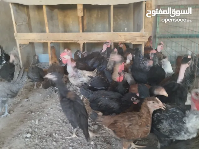 فراخ بلدي للبيع