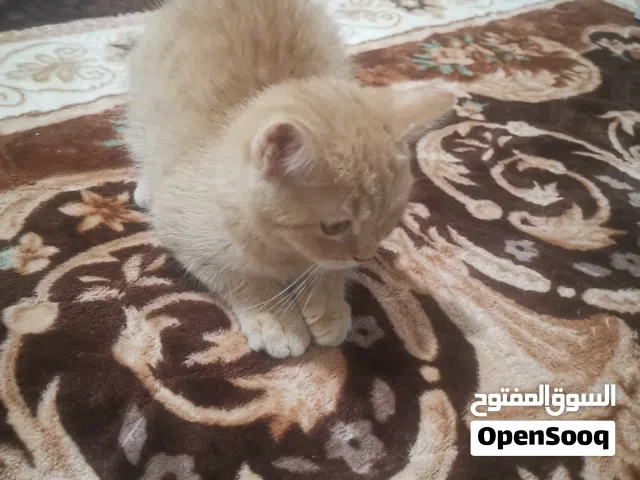 قطط للبيع نوع بريطاني بعمر 3 شهور