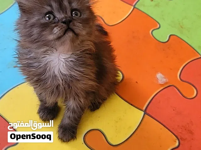 قطط شيرازي ماشاء الله