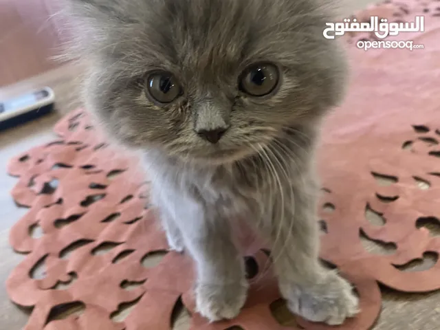 بيرشن شيرازي أنثى عمرها شهرين (شامل جميع اغراضه )