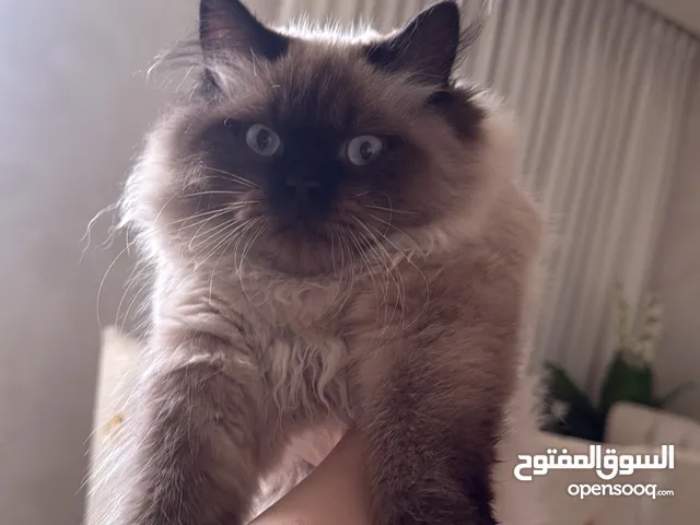 قط ذكر اسمه ميلو عمره 6 اشهر