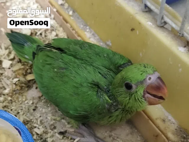 baby parrot