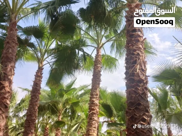 السلام عليكم يوجد معنا نخل واشنطن زينه للبيوت والمطاعم والاستراحات...