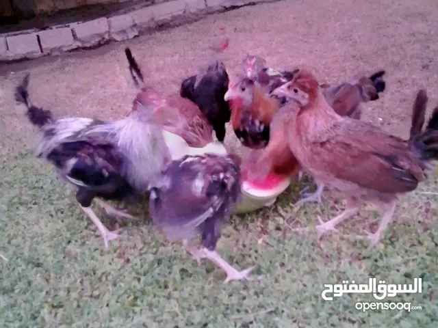 دندراوي ترثه كويتي افرك