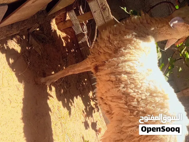 السلام عليكم فطيمه للبيع
