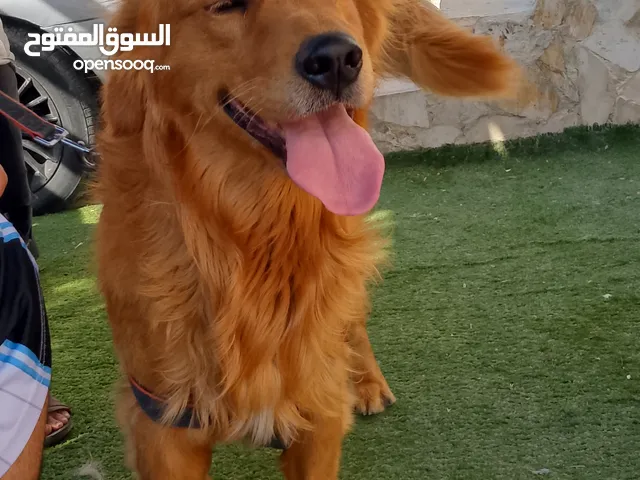 مطلوب كلب تبني
