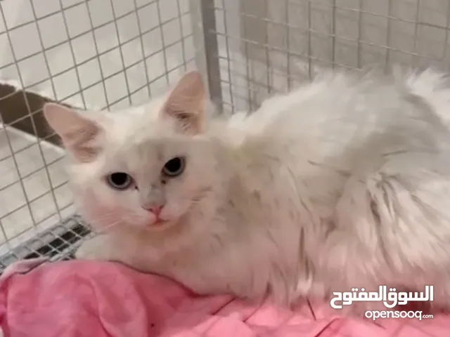 قطط للتبني منغير رسوم