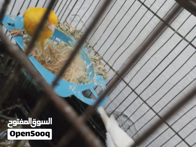 كنار بلديات   حي نزال