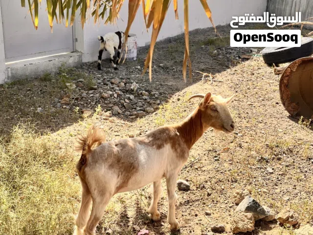 للبيع شاه صغيره فسن مناسبه لتربيه